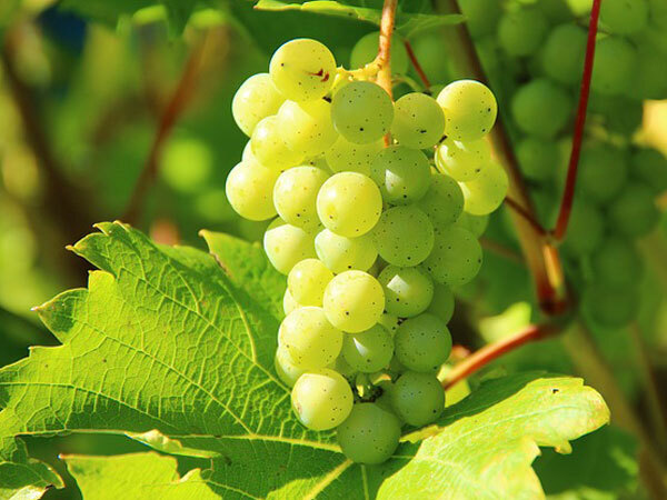 Grapes Benefits; മുന്തിരി ഒരു അത്ഭുത മരുന്ന്; ഓരമ്മശക്തിക്ക് മാത്രമല്ല, കാഴ്ച്ചയ്ക്കും അത്യുത്തമം  