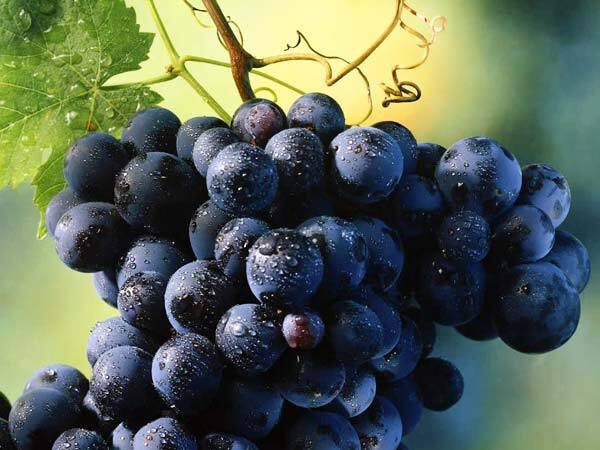 Grapes Benefits; മുന്തിരി ഒരു അത്ഭുത മരുന്ന്; ഓരമ്മശക്തിക്ക് മാത്രമല്ല, കാഴ്ച്ചയ്ക്കും അത്യുത്തമം  