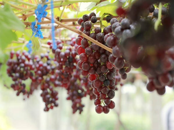 Grapes Benefits; മുന്തിരി ഒരു അത്ഭുത മരുന്ന്; ഓരമ്മശക്തിക്ക് മാത്രമല്ല, കാഴ്ച്ചയ്ക്കും അത്യുത്തമം  