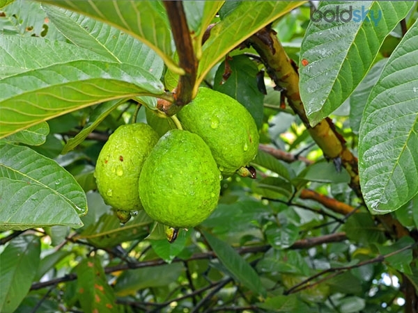 Health Tips: നിസാരക്കാരല്ല പേരയില.. ഗുണങ്ങള്‍ കേട്ടാല്‍ അമ്പരക്കും