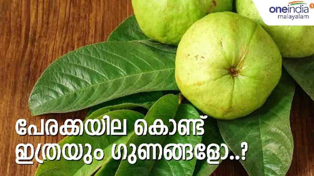 Health Tips: നിസാരക്കാരല്ല പേരയില.. ഗുണങ്ങള്‍ കേട്ടാല്‍ അമ്പരക്കും