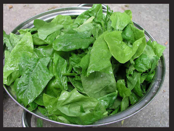 Spinach Benefits: ഇലക്കറികളിലെ ഒരു സൂപ്പർസ്റ്റാറാണ് ചീര, കണ്ണിന് മുതല്‍ മുടിക്ക് വരെ ആരോഗ്യപ്രദം