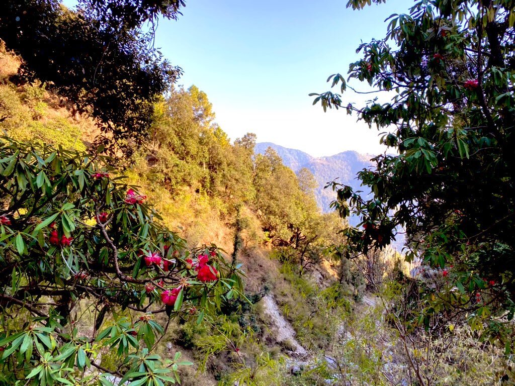 പൂക്കാലം വരവായി, ഇതാ അടിച്ചുപൊളിക്കാന്‍ ഡ്രീം ഡെസ്റ്റിനേഷനുകള്‍; കണ്ടിരിക്കാന്‍ ഇതാ കാരണങ്ങള്‍