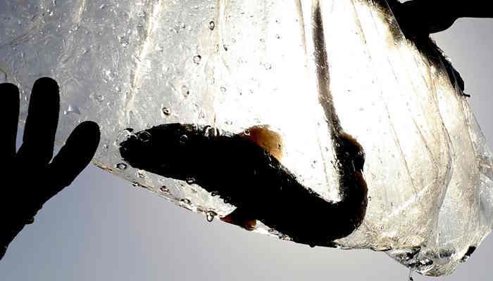 बिहार में भी मिल रही बेहतरीन Aquarium Fish, मत्स्यपालकों को भी हो रहा लाखों का मुनाफा