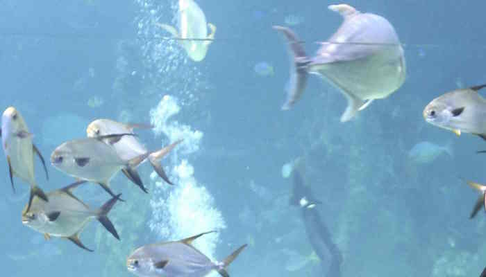 बिहार में भी मिल रही बेहतरीन Aquarium Fish, मत्स्यपालकों को भी हो रहा लाखों का मुनाफा