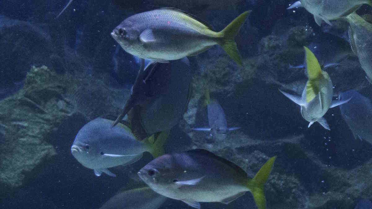 बिहार में भी मिल रही बेहतरीन Aquarium Fish, मत्स्यपालकों को भी हो रहा लाखों का मुनाफा