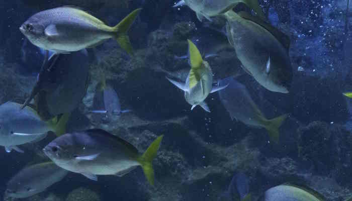 बिहार में भी मिल रही बेहतरीन Aquarium Fish, मत्स्यपालकों को भी हो रहा लाखों का मुनाफा