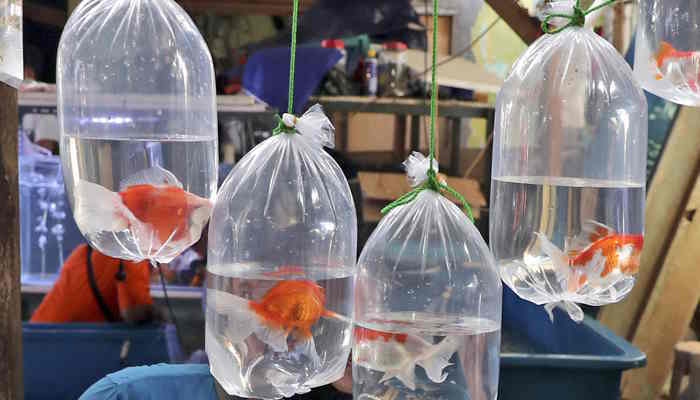 बिहार में भी मिल रही बेहतरीन Aquarium Fish, मत्स्यपालकों को भी हो रहा लाखों का मुनाफा