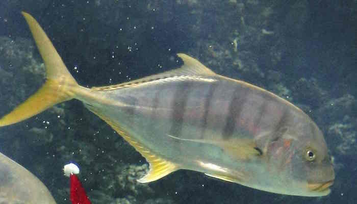 बिहार में भी मिल रही बेहतरीन Aquarium Fish, मत्स्यपालकों को भी हो रहा लाखों का मुनाफा