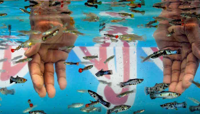 बिहार में भी मिल रही बेहतरीन Aquarium Fish, मत्स्यपालकों को भी हो रहा लाखों का मुनाफा