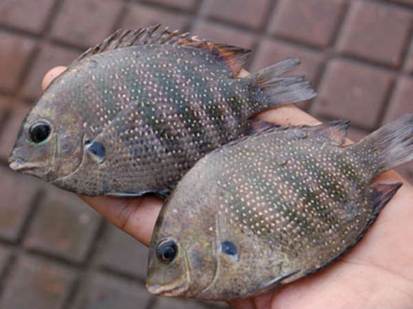 ഇതൊക്കെ കഴിച്ചില്ലെങ്കില്‍ വലിയ നഷ്ടമാണ്; കേരളത്തില്‍ എത്തിയാല്‍ കഴിക്കേണ്ട നാല് വിഭവങ്ങള്‍ 