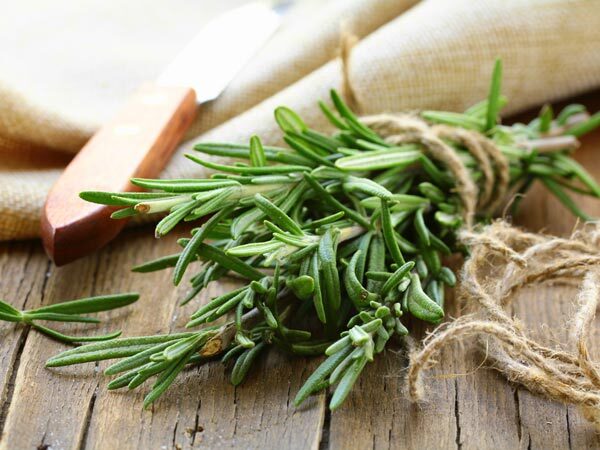 Hair Care: മുടി കൊഴിച്ചില്‍ സ്വിച്ചിട്ട പോലെ നില്‍ക്കണോ? തേക്കൂ റോസ് മേരീ ഓയില്‍