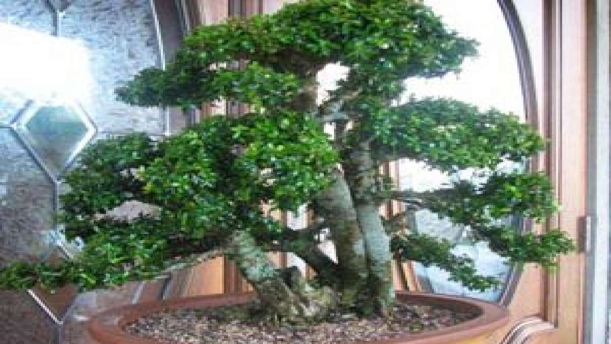 Vastu Tips: പുളിമരവും മൈലാഞ്ചിച്ചെടിയും വീട്ടില്‍ വളര്‍ത്തല്ലേ, വരാനിരിക്കുന്നത് വന്‍ ദോഷം