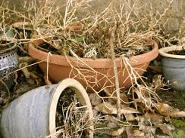 Vastu Tips: പുളിമരവും മൈലാഞ്ചിച്ചെടിയും വീട്ടില്‍ വളര്‍ത്തല്ലേ, വരാനിരിക്കുന്നത് വന്‍ ദോഷം