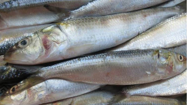 നിസ്സാരക്കാരനാണെന്ന് കരുതി ഒഴിവാക്കരുതേ: മത്തിയുടെ ഈ ഗുണങ്ങളെക്കുറിച്ച് നിങ്ങള്‍ക്കാർക്കെങ്കിലും അറിയുമോ