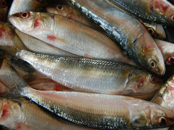 നിസ്സാരക്കാരനാണെന്ന് കരുതി ഒഴിവാക്കരുതേ: മത്തിയുടെ ഈ ഗുണങ്ങളെക്കുറിച്ച് നിങ്ങള്‍ക്കാർക്കെങ്കിലും അറിയുമോ