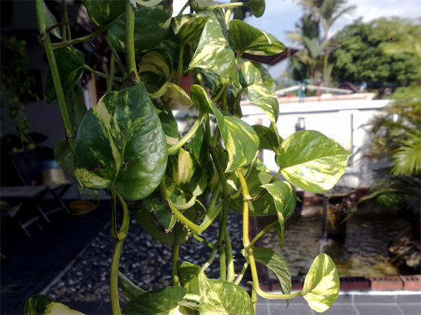 Vastu Tips: മണി പ്ലാന്റും തുളസിയും കൈയിലെ പണം ഇരട്ടിയാക്കുമോ..? സ്ഥാനം തെറ്റാതിരുന്നാല്‍ കൈവരും വന്‍ഭാഗ്യം