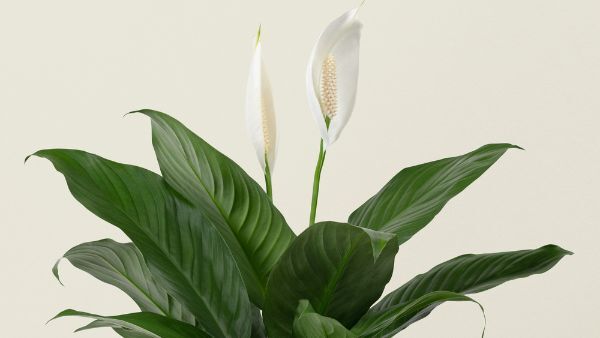 Vastu Tips: മണി പ്ലാന്റും തുളസിയും കൈയിലെ പണം ഇരട്ടിയാക്കുമോ..? സ്ഥാനം തെറ്റാതിരുന്നാല്‍ കൈവരും വന്‍ഭാഗ്യം