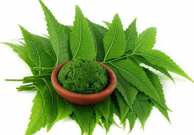 vastu tips: വീട്ടില്‍ വേപ്പിന്‍ തൈ ഉണ്ടോ, ഏത് ഭാഗത്ത് നട്ടിരിക്കുന്നത്, സുക്ഷിക്കാനേറെയുണ്ടെന്ന് വാസ്തു