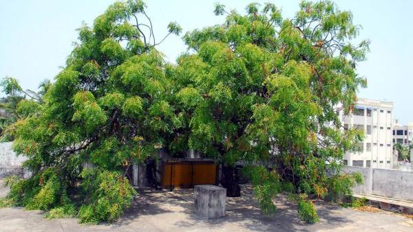 vastu tips: വീട്ടില്‍ വേപ്പിന്‍ തൈ ഉണ്ടോ, ഏത് ഭാഗത്ത് നട്ടിരിക്കുന്നത്, സുക്ഷിക്കാനേറെയുണ്ടെന്ന് വാസ്തു