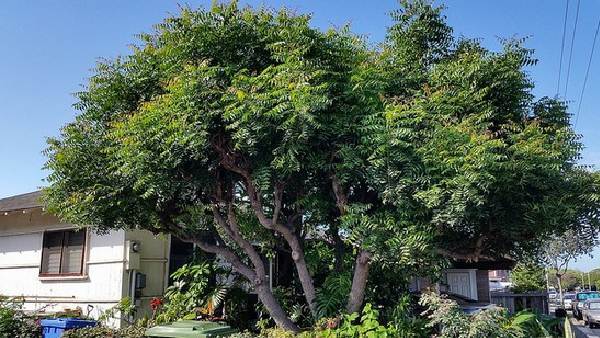 vastu tips: വീട്ടില്‍ വേപ്പിന്‍ തൈ ഉണ്ടോ, ഏത് ഭാഗത്ത് നട്ടിരിക്കുന്നത്, സുക്ഷിക്കാനേറെയുണ്ടെന്ന് വാസ്തു