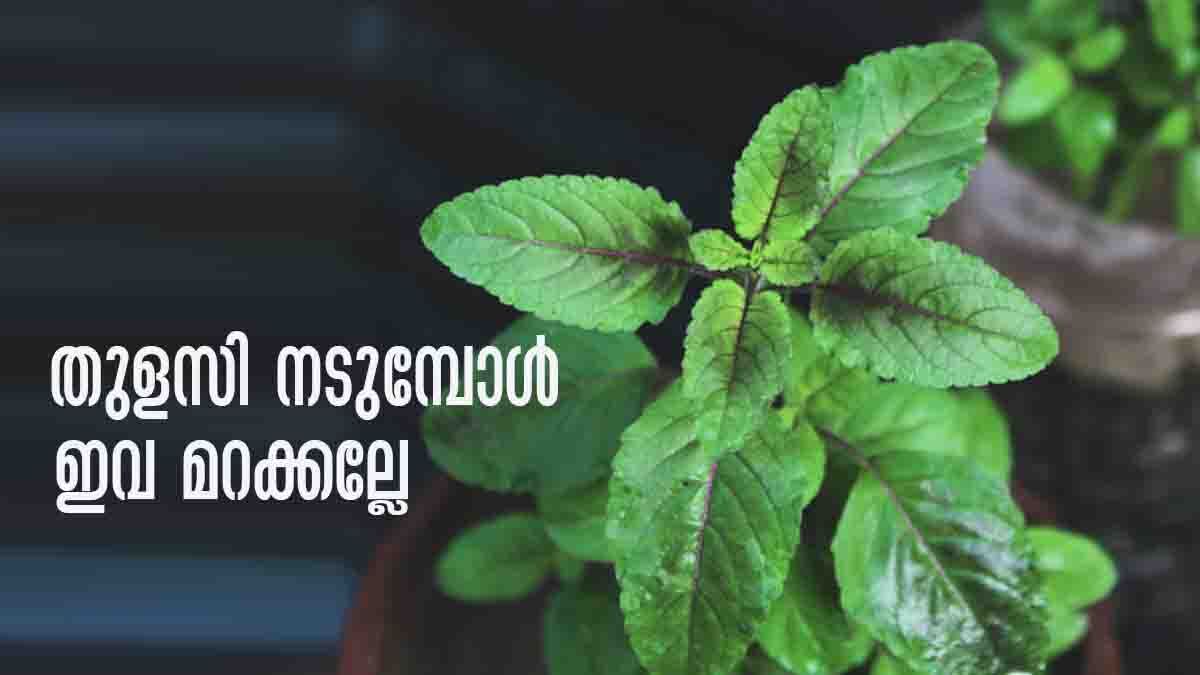 Vastu Tips: തുളസിക്ക് സമീപം ഈ ചെടികളുണ്ടോ..? എന്നാല്‍ വേഗം പിഴുതെറിഞ്ഞോ, ഇല്ലെങ്കില്‍ ദോഷം
