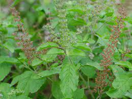 Vastu Tips: തുളസിക്ക് സമീപം ഈ ചെടികളുണ്ടോ..? എന്നാല്‍ വേഗം പിഴുതെറിഞ്ഞോ, ഇല്ലെങ്കില്‍ ദോഷം