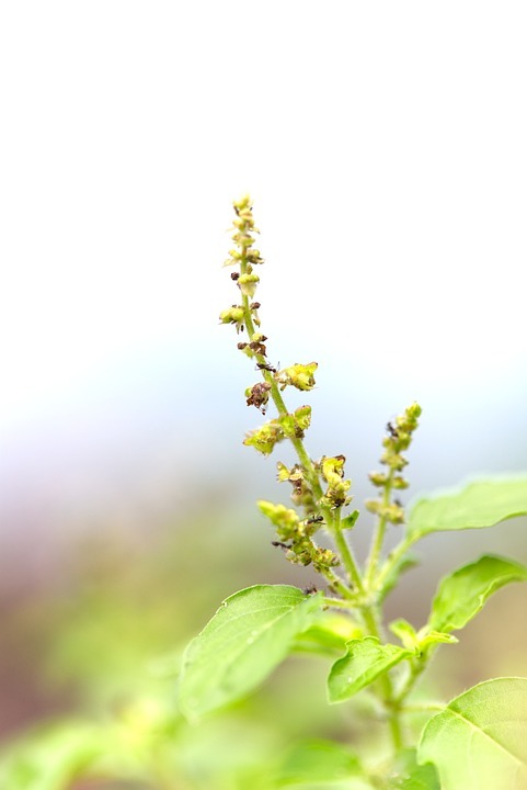തുളസി തലമുടിക്കും അത്ഭുത മരുന്ന്: മുടികൊഴിച്ചില്‍ തടയും താരന്‍ അകറ്റും