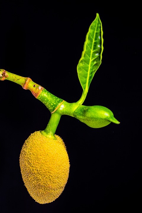 ചക്കയുടെ ഈ ഗുണങ്ങള്‍ ഒക്കെ അറിയുമോ: ഇഷ്ടം പോലെ കഴിക്കാം, എന്നാല്‍ ചിലപ്പോള്‍ പണിയും കിട്ടും