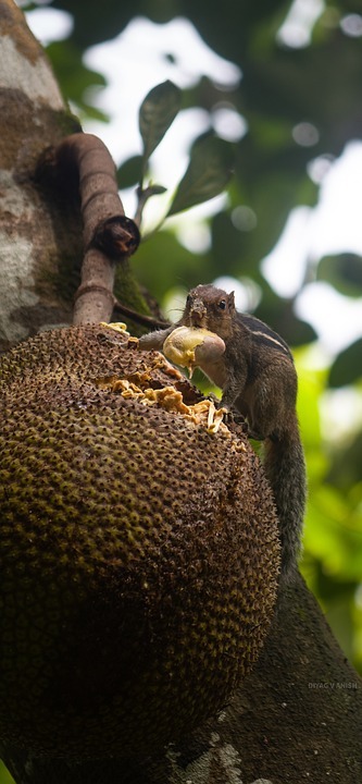 ചക്കയുടെ ഈ ഗുണങ്ങള്‍ ഒക്കെ അറിയുമോ: ഇഷ്ടം പോലെ കഴിക്കാം, എന്നാല്‍ ചിലപ്പോള്‍ പണിയും കിട്ടും