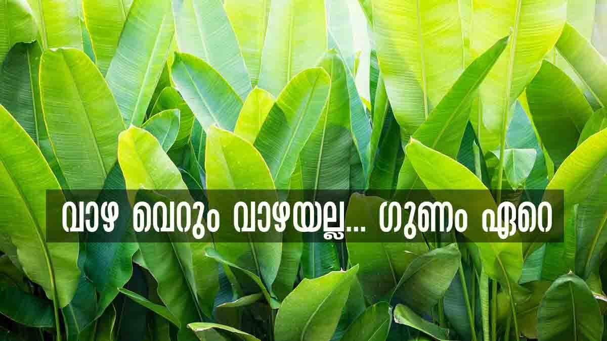 Vastu Tips: വീട്ടില്‍ വാഴയുണ്ടോ... എങ്കില്‍ സന്താനഭാഗ്യം കൈവരും, നടേണ്ടത് എവിടെയെന്നറിയാമോ?