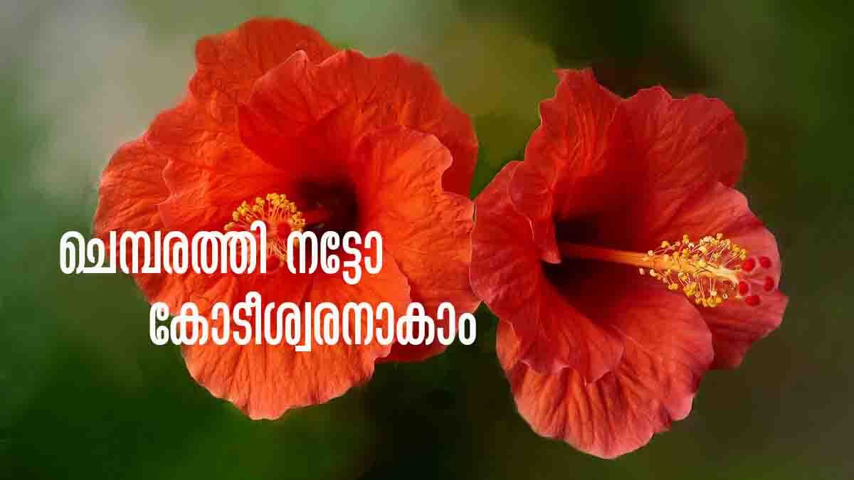 Vastu Tips സമ്പത്തെല്ലാം ചോര്‍ന്ന് പോകുന്നോ..? ചെമ്പരത്തിയിലുണ്ട് പരിഹാരം Vastu Tips