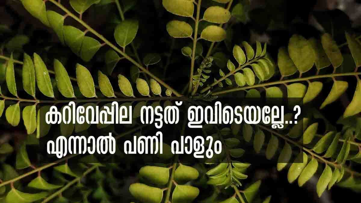 Vastu Tips: കറിവേപ്പില ഇവിടെ നടല്ലേ... വീട്ടില്‍ കലഹം ഉറപ്പ്