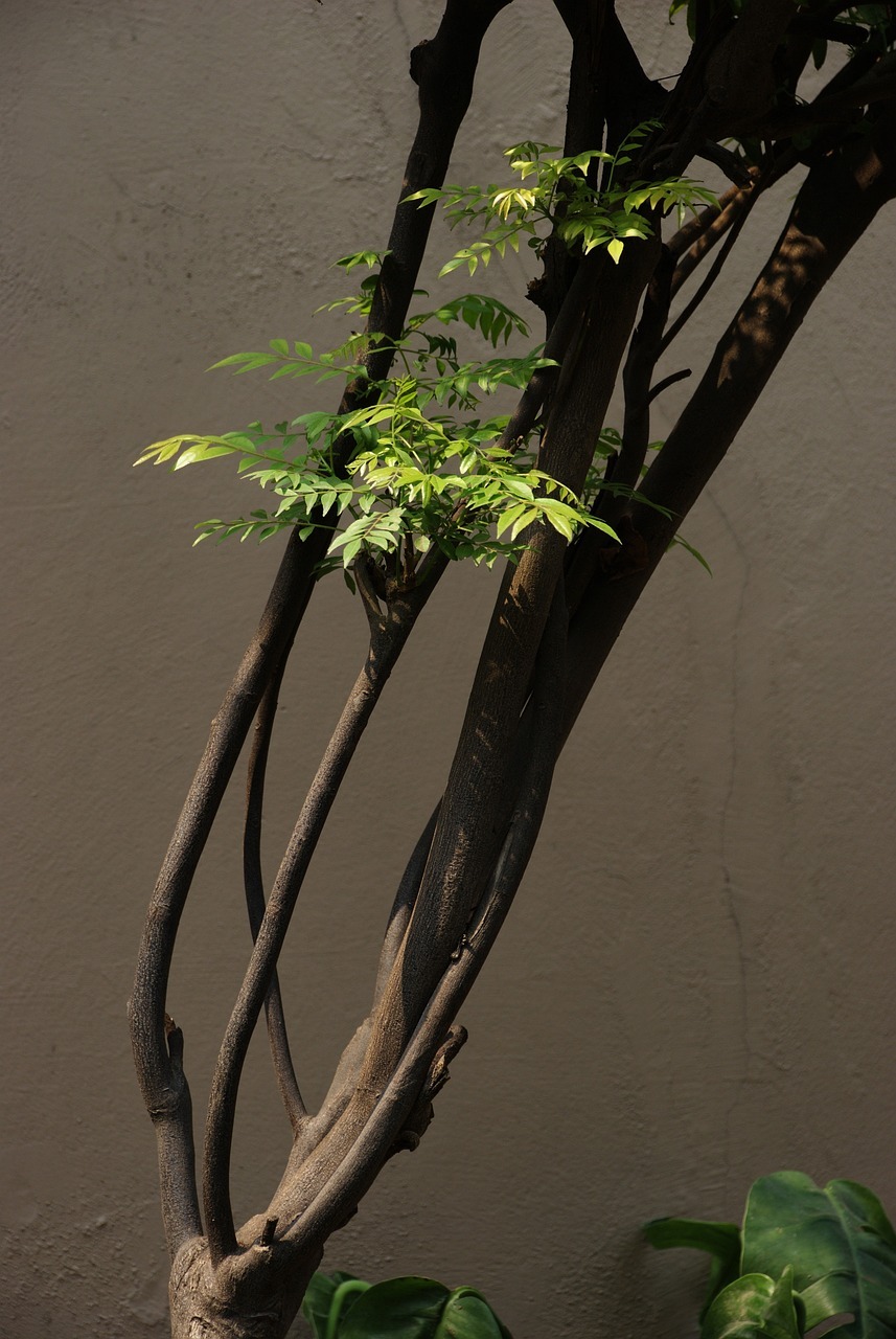 Vastu Tips: കറിവേപ്പില ഇവിടെ നടല്ലേ... വീട്ടില്‍ കലഹം ഉറപ്പ്