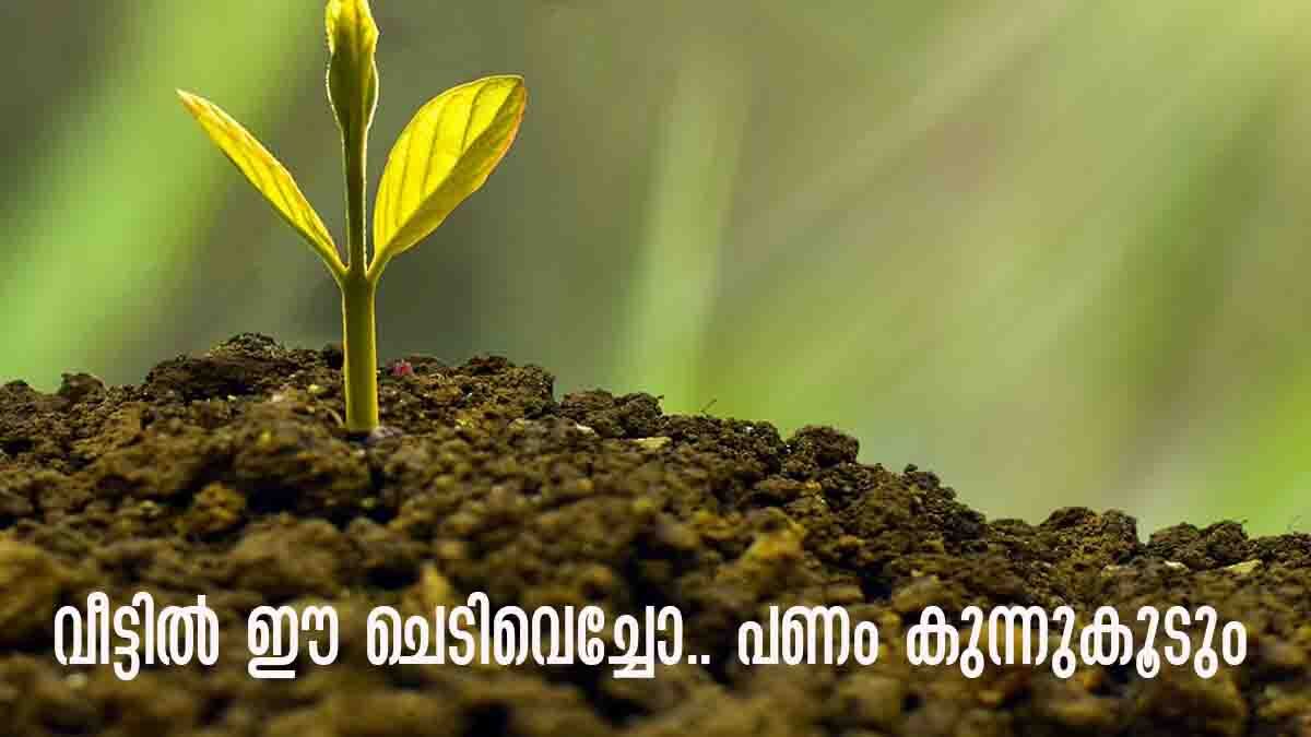 Vastu Tips: വീട്ടില്‍ പണം വന്ന് നിറയും..  ഈ ചെടികള്‍ വളര്‍ത്തിയാല്‍ മതി