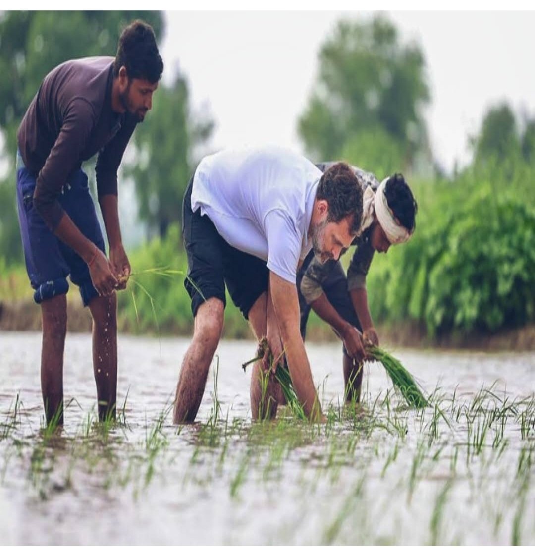 Congress Leader Rahul Gandhi Steps Into Paddy Fields and Helps the Farmers