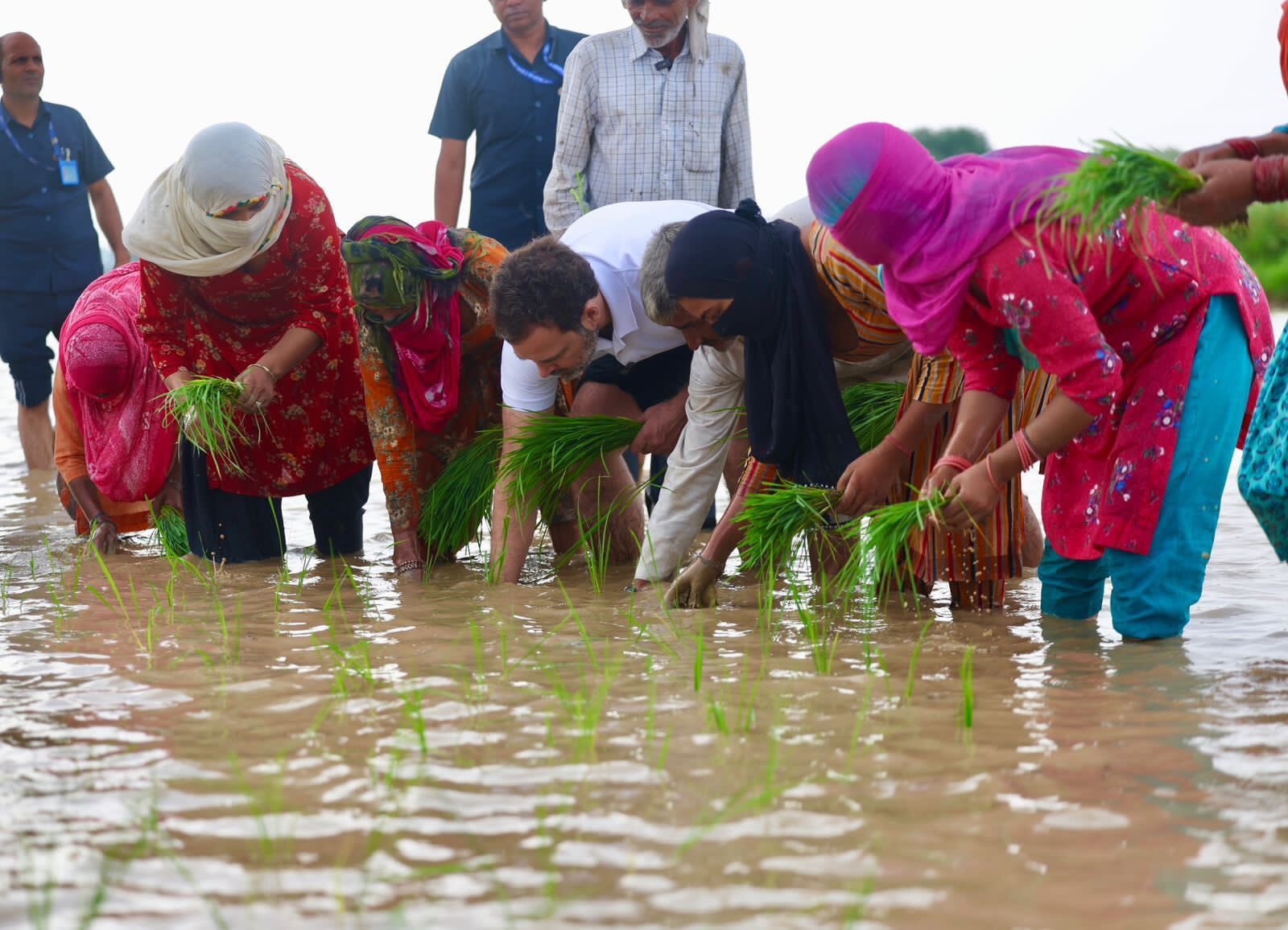 Congress Leader Rahul Gandhi Steps Into Paddy Fields and Helps the Farmers