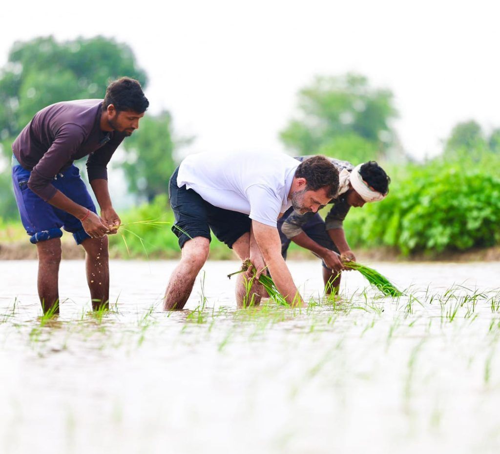 Congress Leader Rahul Gandhi Steps Into Paddy Fields and Helps the Farmers