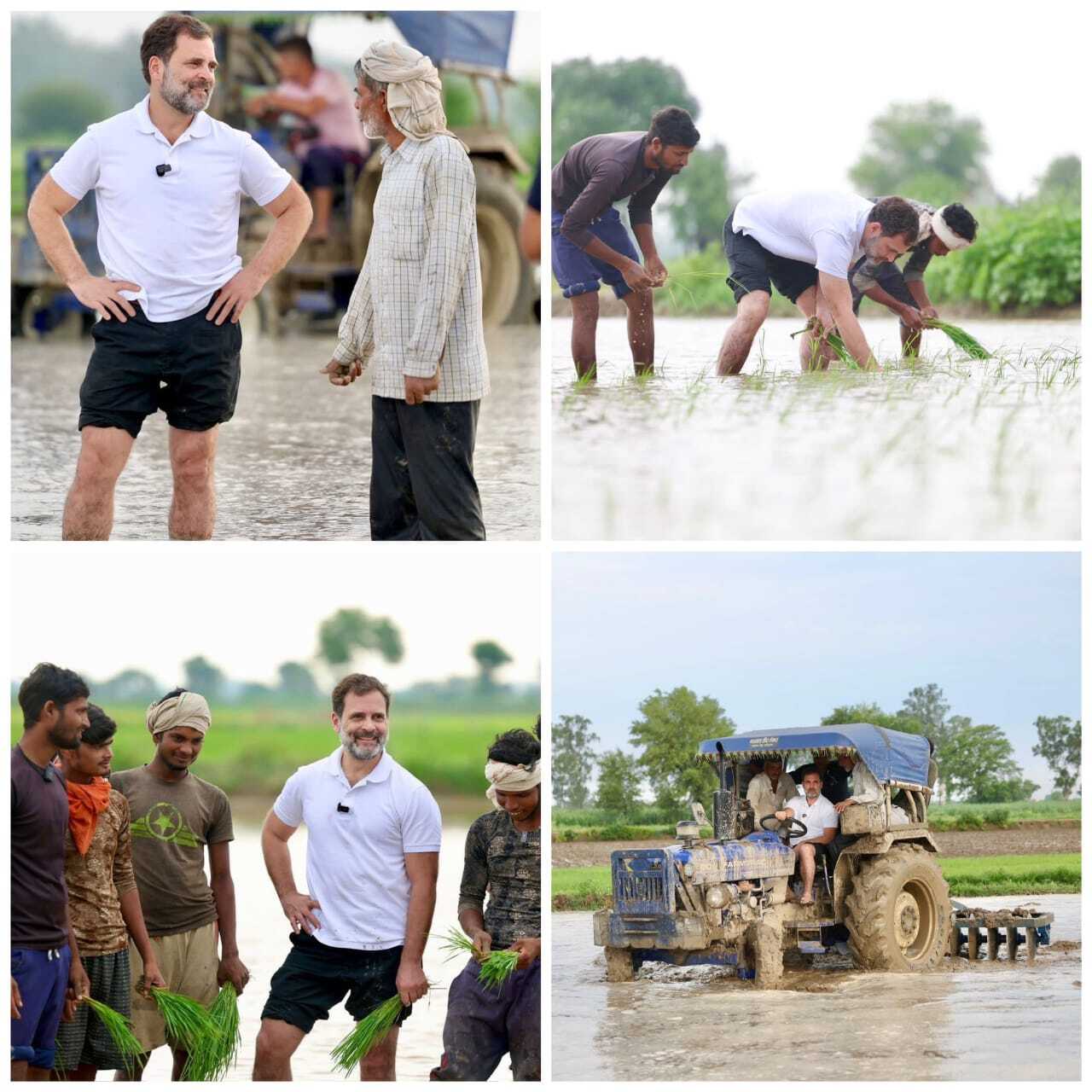 Congress Leader Rahul Gandhi Steps Into Paddy Fields and Helps the Farmers