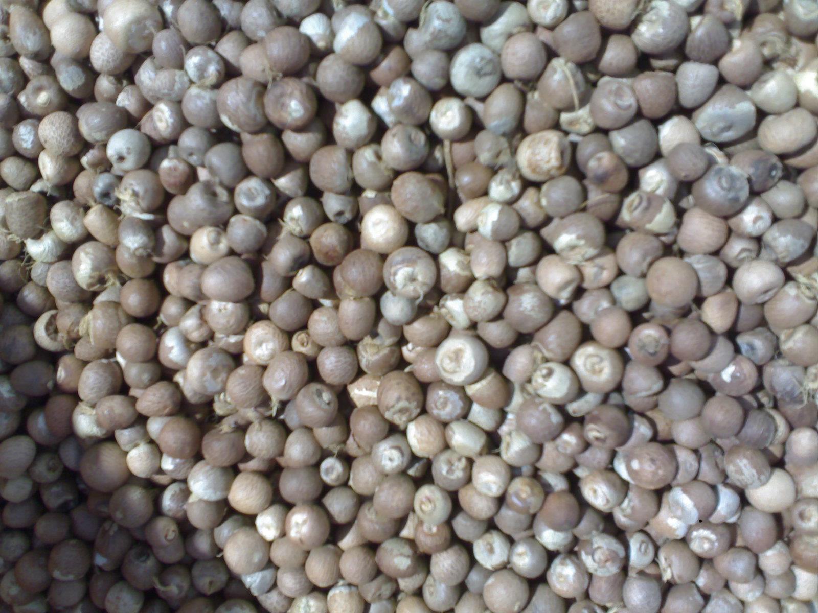 Copta Price Arecanut And Copra Price: ಇಂದಿನ ಅಡಿಕೆ ಮತ್ತು ಕೊಬ್ಬರಿ ಧಾರಣೆ ವಿವರ ...