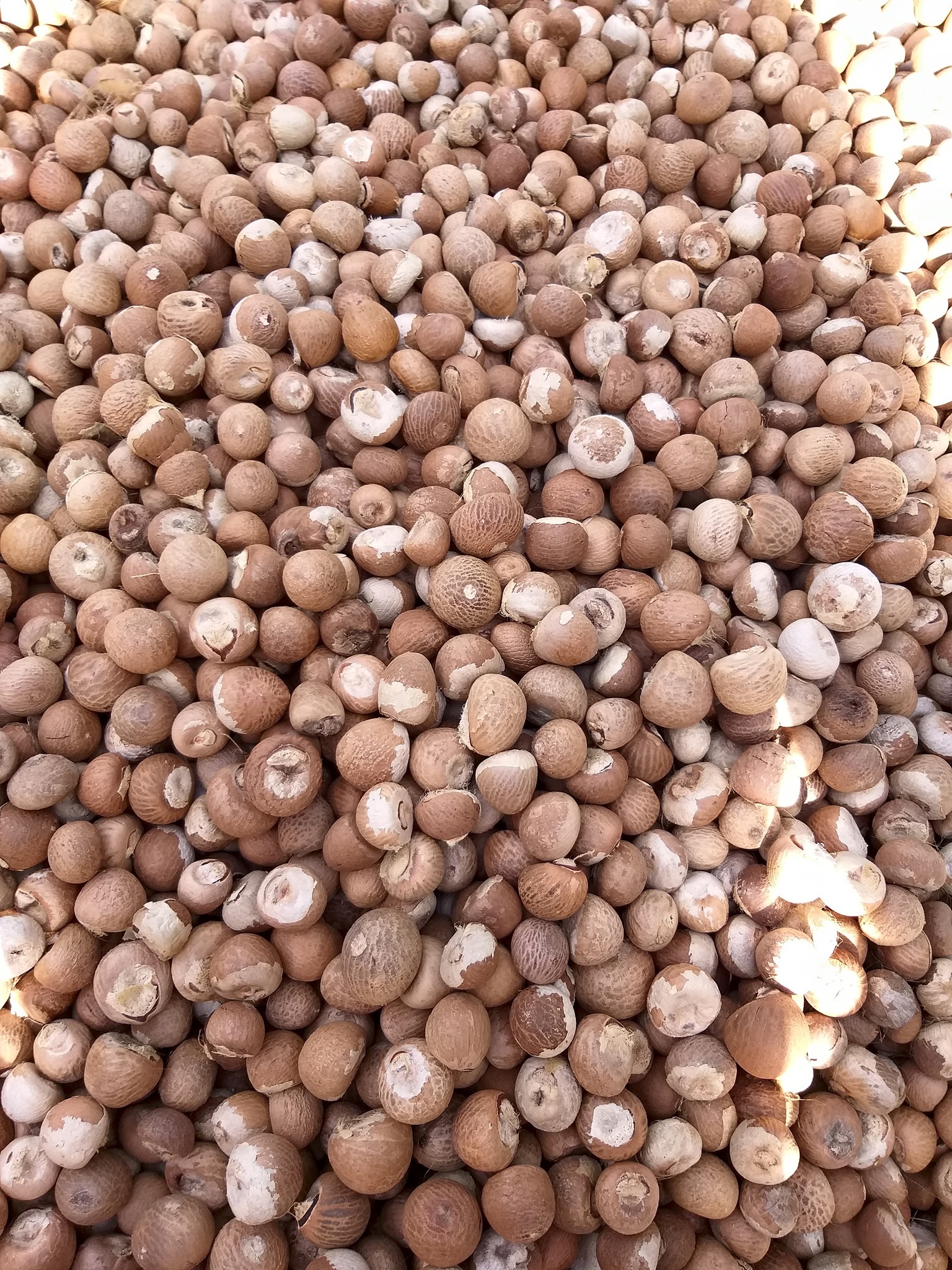 Copta Price Arecanut And Copra Price: ಇಂದಿನ ಅಡಿಕೆ ಮತ್ತು ಕೊಬ್ಬರಿ ಧಾರಣೆ ವಿವರ ...