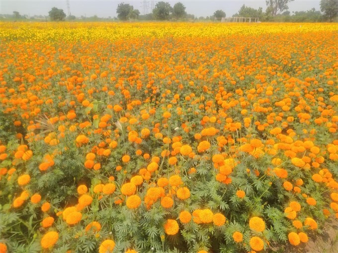 ಕೇವಲ ಒಂದೇ.. ಒಂದು ಹೆಕ್ಟೇರ್‌ನಲ್ಲಿ ಹೂವು ಬೆಳೆದು ತಿಂಗಳಿಗೆ ₹42,000ಕ್ಕೂ ಅಧಿಕ ...