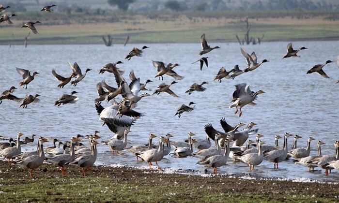 Foreign Birds ವಲಸೆ ಬರುವ ವಿದೇಶಿ ಪಕ್ಷಿಗಳಿಂದ ರೈತರಿಗೂ ಲಾಭ: ಹೇಗೆ ಗೊತ್ತಾ..? | Migratory ...