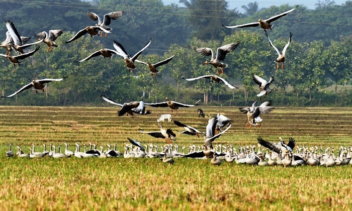 Foreign Birds ವಲಸೆ ಬರುವ ವಿದೇಶಿ ಪಕ್ಷಿಗಳಿಂದ ರೈತರಿಗೂ ಲಾಭ: ಹೇಗೆ ಗೊತ್ತಾ..? | Migratory ...
