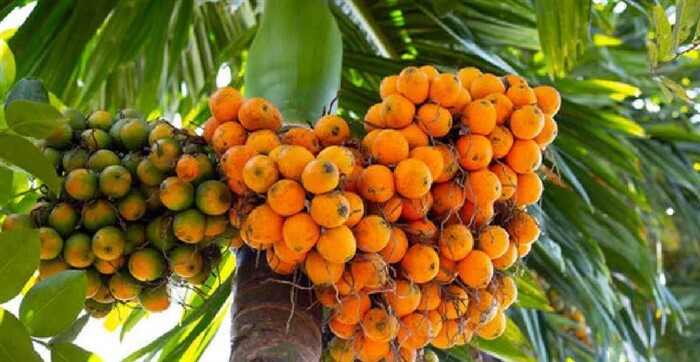 ಕೈ ಸುಟ್ಟುಕ್ಕೊಂಡ ಉತ್ತರ ಕನ್ನಡದ ಅಡಿಕೆ ಬೆಳೆಗಾರರು: ಯಾಕೆ ಗೊತ್ತಾ? | The Areca ...