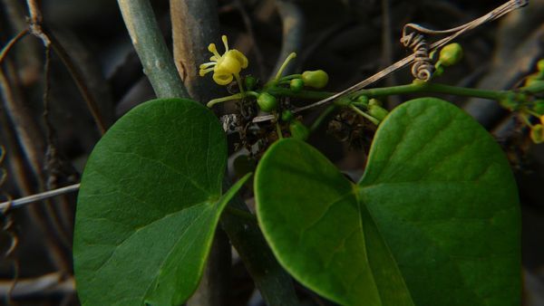 Amazing benefits of giloy