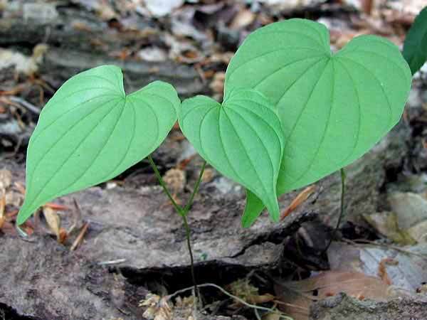 Amazing benefits of giloy