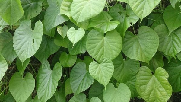 Amazing benefits of giloy