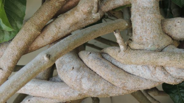 Amazing benefits of giloy
