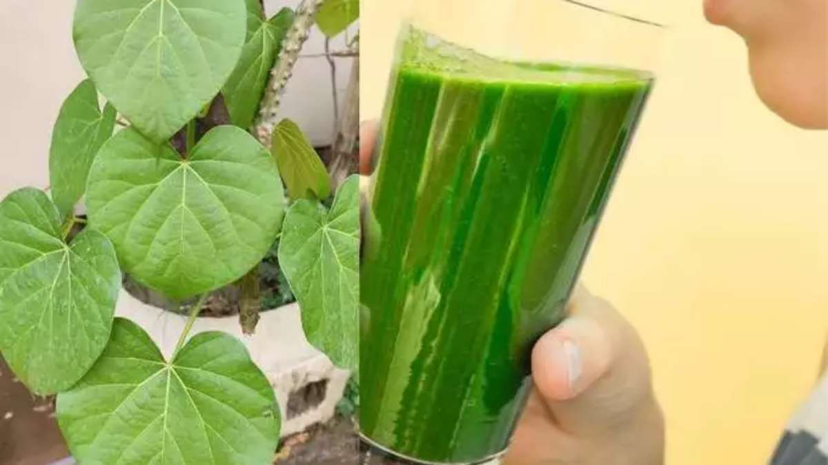 Amazing benefits of giloy